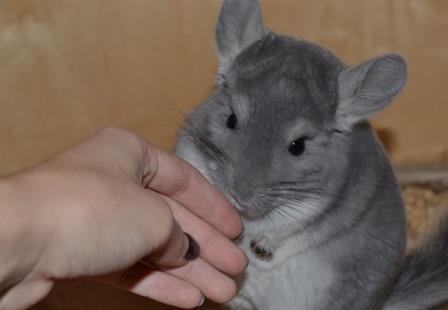 Ручная шиншилла, приручение шиншилл